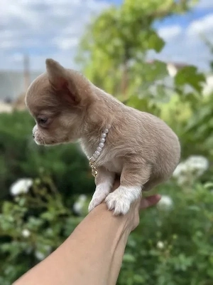 Chihuahua (3 Monate)
