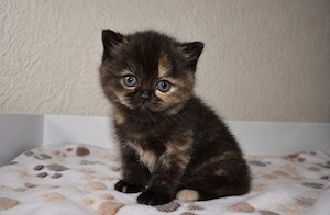 reinrassige BKH Kitten