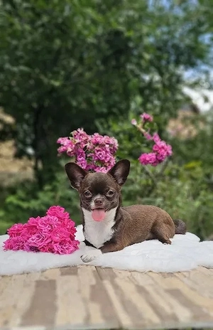 Chihuahua (3 Monate)