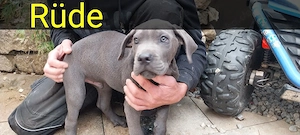 wir geben unsere cane corso Welpen ab. 