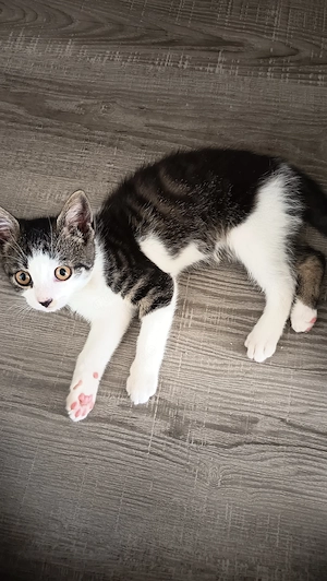 Kleine Süße Katze Kätzchen 
