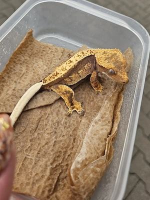 Kronengecko Correlophus Ciliatus Nachzucht 