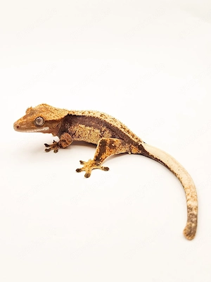 Kronengecko Correlophus Ciliatus Nachzucht 