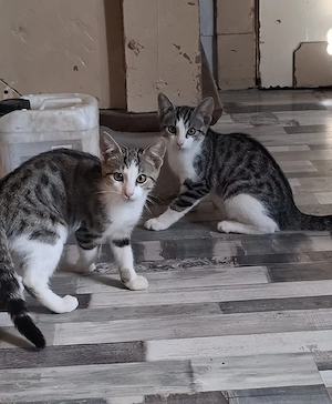 Kitten ,weiblich ,stubenrein ,auszugbereit 