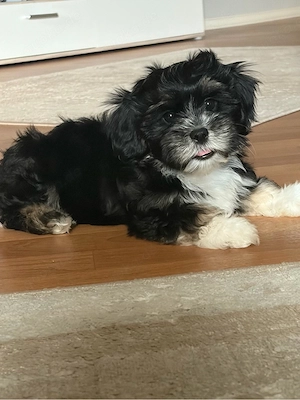 Shih Tzu- Malteser Mix Rüde