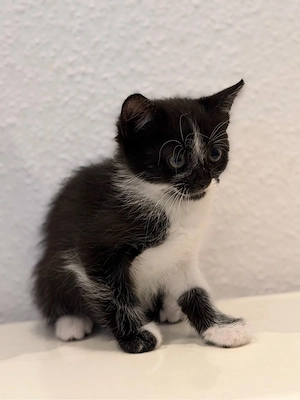 Liebevolle kleine Katze sucht ein Zuhause