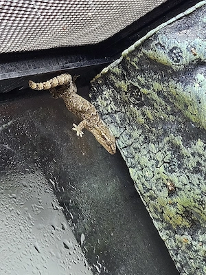 Jungferngeckos Lepidodactylus lugubris mit Terrarium 