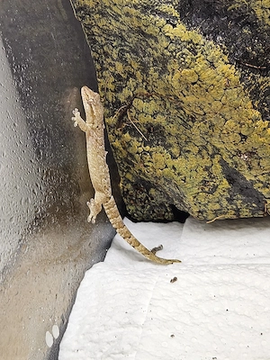 Lepidodactylus lugubris, Jungferngeckos