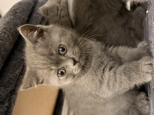 Ich suche ein schönes Zuhause für meine kleinen Kitten