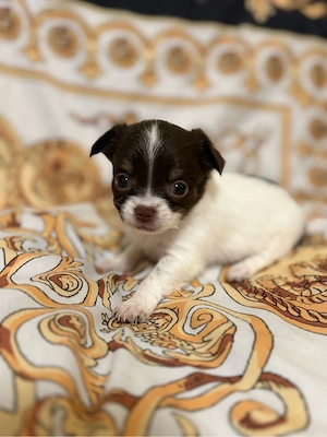 Chihuahua Welpen