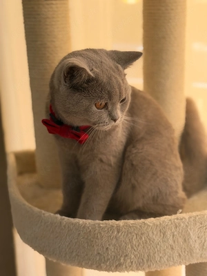 BKH Lilac Kitten zu verkaufen