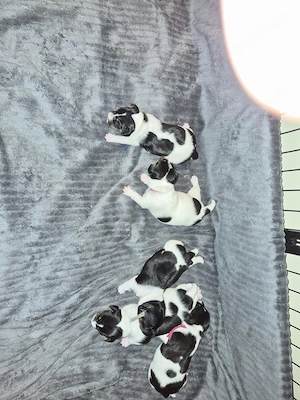 Jack russel welpen 