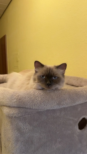 ragdoll katze mädel
