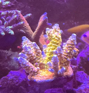 Original BIG R Walt Disney Koralle Acropora tenuis 