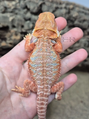 Bartagame (Pogona vitticeps) Weibchen 