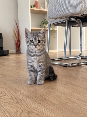 Britisch-Kurz-haar-Kitten