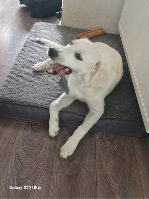 Golden Retriever Rüde 