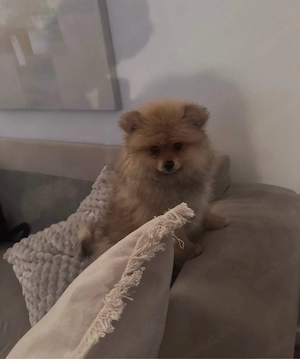 Holly Mini Pomeranian Welpin 