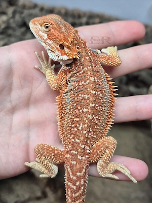 Bartagame (Pogona vitticeps) Männchen 