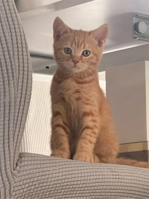Britisch-Kurz-haar-Kitten