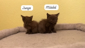 süße bkh blh kitten 