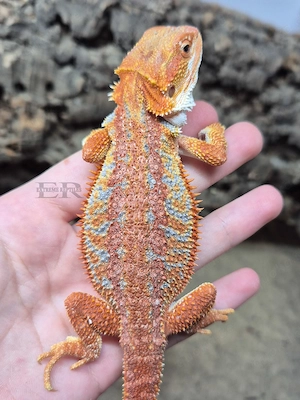 Bartagame (Pogona vitticeps) Weibchen 