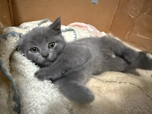 BKH Katzenbaby