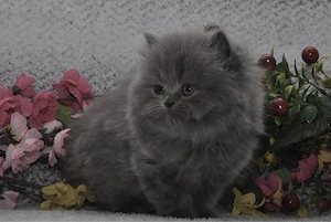 Reinrassige Perserbabys