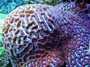 Korallenableger-Meerwasser- Hirnkoralle Paragoniastrea australiensis