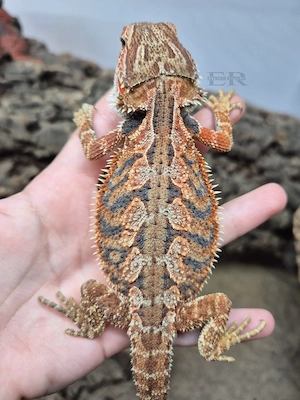 Bartagame (Pogona vitticeps) Weibchen 
