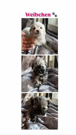 Liebevolle Familien für unsere 6 kleinen Welpen gesucht :)  