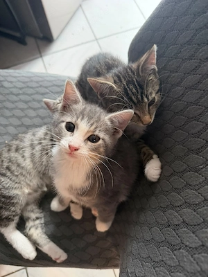 Babykatzen