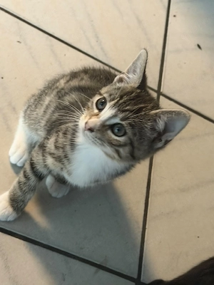 Babykatzen