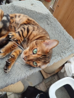 Bengalkater möchte Freigang 