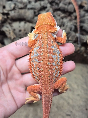 Bartagame (Pogona vitticeps) Weibchen 