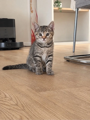 Britisch-Kurz-haar-Kitten