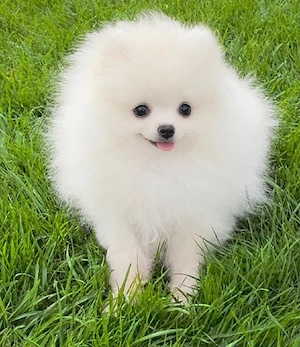 Zwergspitz Pomeranian Welpen sehr hübsch,  reinrassig 