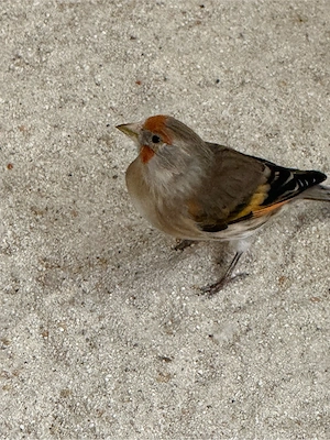 kanarienvogel
