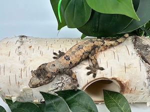 Flechtengecko  Mniarogekko Chahoua Pine Island