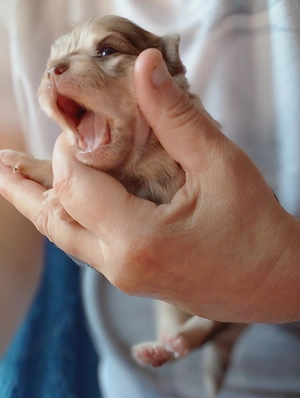 Typvolle Chihuahua Welpen, L.H 