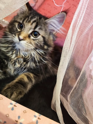 Maine Coon mit dem leichten Hauch der BlH