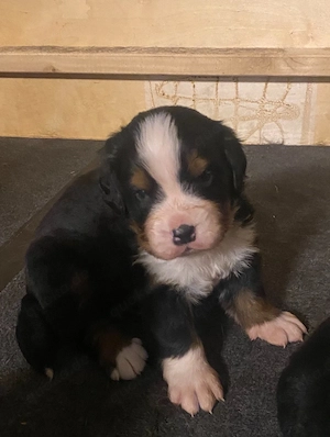 Berner Sennen Welpen 