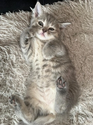 Britisch Kurzhaar Babykatzen 
