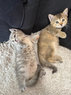 Britisch Kurzhaar Babykatzen 
