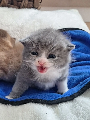 3 kleine BKH Katerchen 