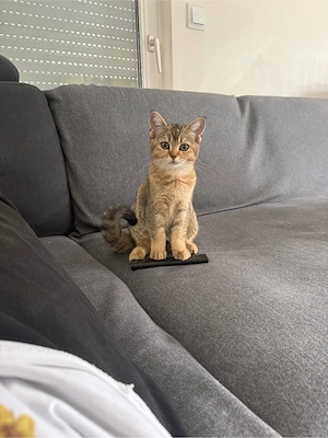 katze britisch kurzhaar