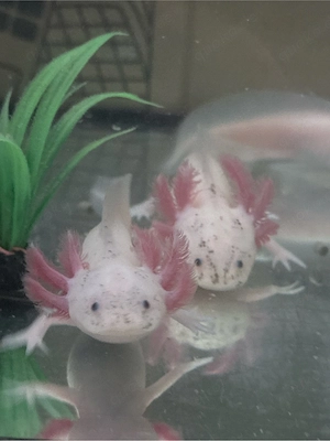 Axolotl Nachzuchten
