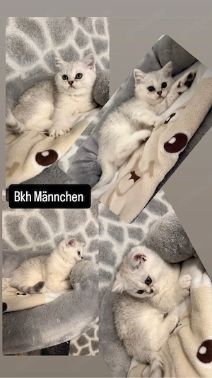 bkh kitten ab sofort 