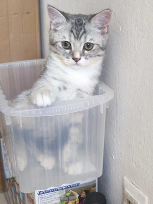 BKH kitten