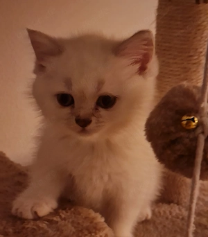 Reinrassige British Kurzhaar Kitten 